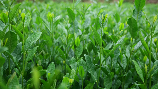 明前茶茶园茶叶4K视频