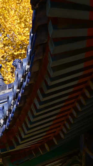   秋天金黄色的银杏叶古建筑屋檐19秒视频