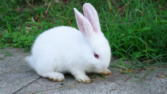 可爱的小白兔在吃草视频