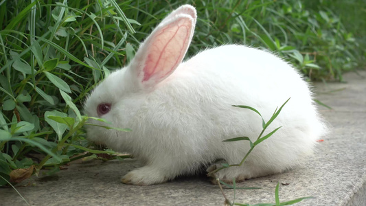 可爱的小白兔在吃草视频