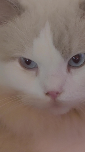 慢镜头升格拍摄素材城市街头可爱宠物猫咪猫咪素材76秒视频
