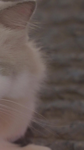 慢镜头升格拍摄素材城市街头可爱宠物猫咪猫咪素材视频