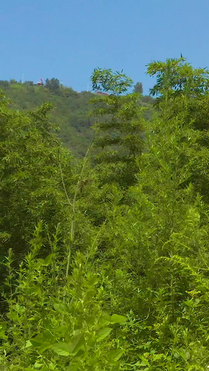 竹林竹海航拍大自然100秒视频
