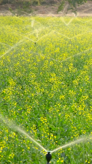 油菜花喷灌粮食作物31秒视频