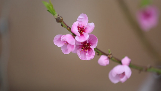 特写桃花开视频