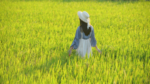 4K夏日稻田里的少女9秒视频