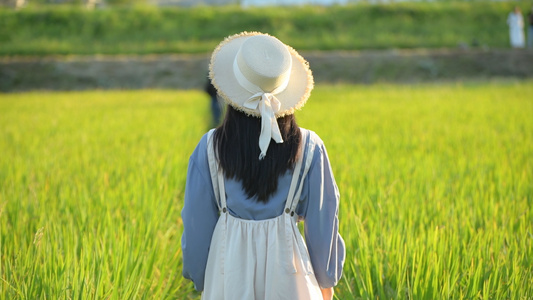 4K夏日稻田里的少女视频