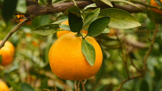 柑橘爱媛种植园视频