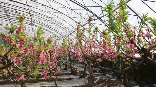 实拍桃花盛开特写视频