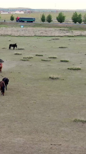 航拍草原上马群内蒙古视频