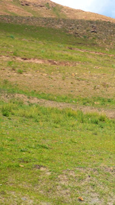可爱活跃野生二级保护藏羚羊视频