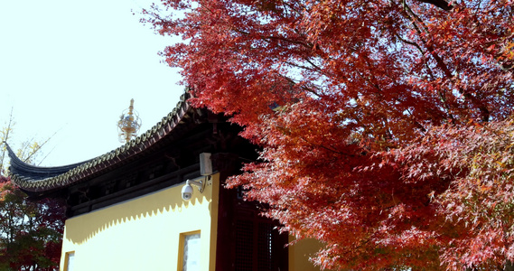 秋天江南古风建筑旁色彩鲜艳的枫叶红叶视频