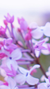风中摇曳紫丁香盛开的花视频