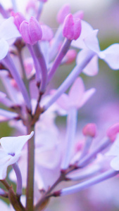 风中摇曳紫丁香盛开的花视频