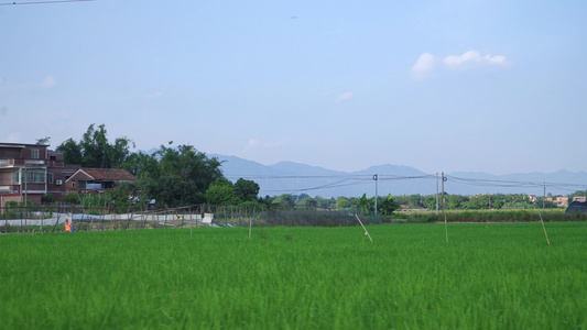 农村稻田风景视频