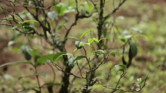 茶叶新芽一芽两叶古树茶视频