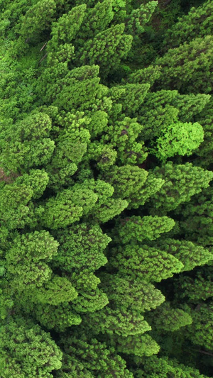 自然山水湖泊航拍实拍视频森林公路44秒视频