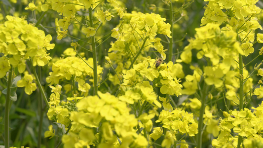 4k春天的油菜花和辛勤的小蜜蜂慢镜头视频