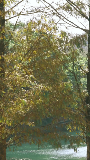 秋天丛林中波光粼粼的溪流上撑着竹筏的人桂林花桥18秒视频