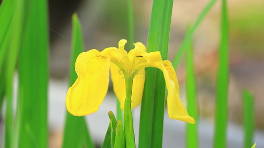 黄色的鸢尾花上蜜蜂在采粉视频