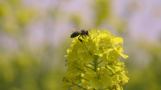 4k微风摇曳的油菜花和小蜜蜂视频