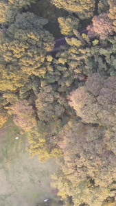 航拍城市风光树林秋天色彩素材秋天素材视频