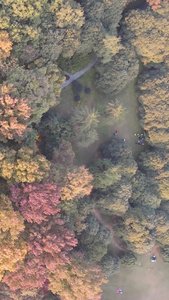航拍城市风光树林秋天色彩素材秋天素材视频