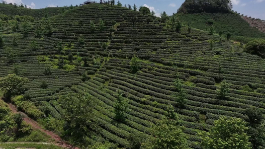 山区生态有机茶园茶山风光航拍视频