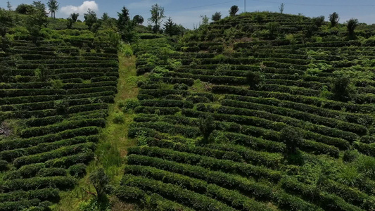 山区生态有机茶园茶山风光航拍视频