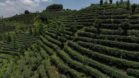 山区生态有机茶园茶山风光航拍视频