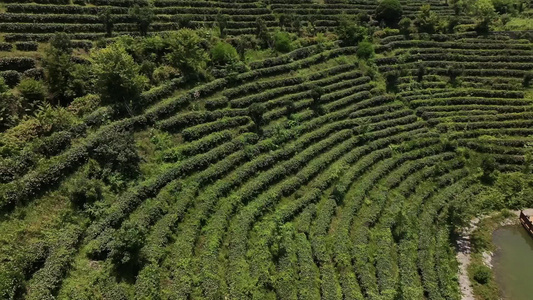 山区生态有机茶园茶山风光航拍视频