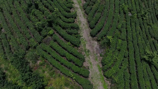 山区生态有机茶园茶山风光航拍视频