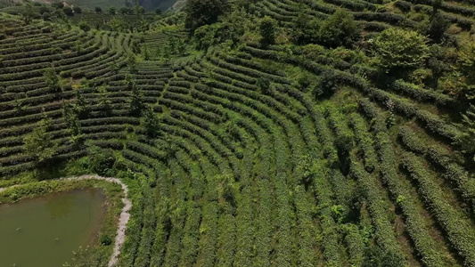 山区生态有机茶园茶山风光航拍视频