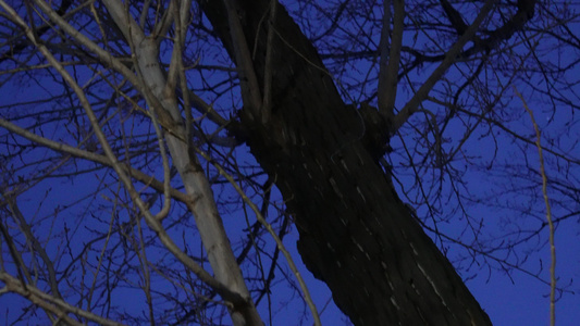 冬季夜晚天空树枝恐怖凄凉枯枝树木 视频