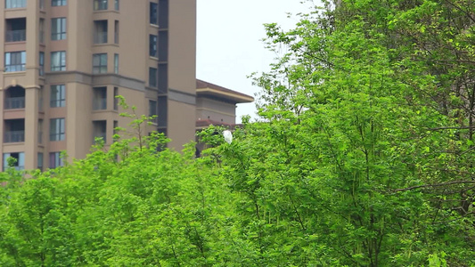 春天的成都温江江安河绿道的白鹭和绿色风光视频