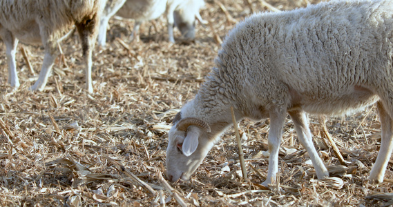 4K多角度拍摄牧羊羊群吃牧草素材合集视频