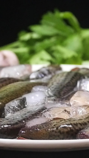 鲜活泥鳅小泥鳅28秒视频