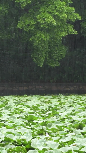 雨天的植物叶子特写深圳洪湖公园10秒视频