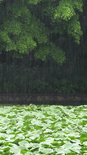 雨天的植物叶子特写深圳洪湖公园10秒视频
