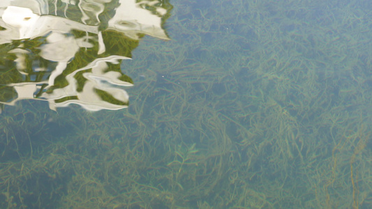 反光水波纹倒影水光水面水流水草 视频