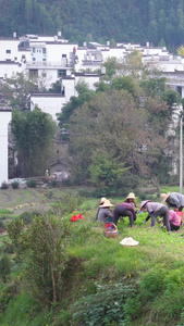 江西婺源乡村古村落前耕地劳作的农民素材旅游素材视频