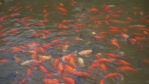 4k升格池塘里的虹鳟金尊鲤鱼抢食22秒视频