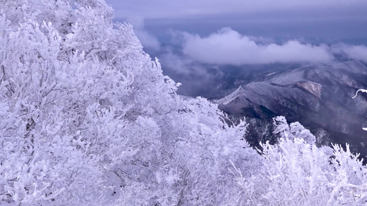 雪淞雾凇森林冰雪冰雪森林冬季森林实拍雪景视频