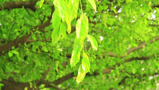 阳光下春天的嫩绿树叶特写视频