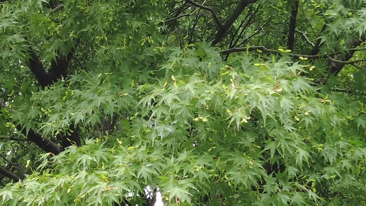 下雨素材实拍视频