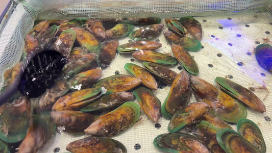 海虹贝壳蛤蜊小海鲜甲壳自助餐 视频
