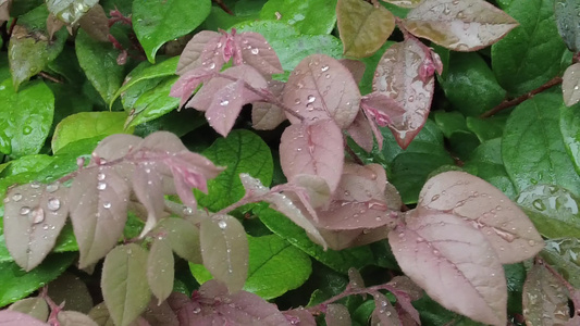 下雨素材实拍视频