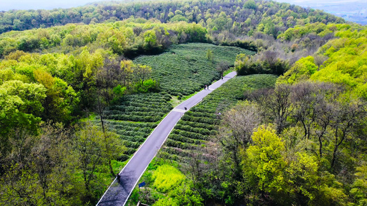 4K航拍茶山茶园风景春茶茶叶视频