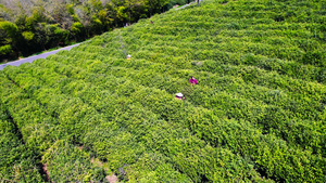 4K航拍茶山茶园风景春茶茶叶18秒视频