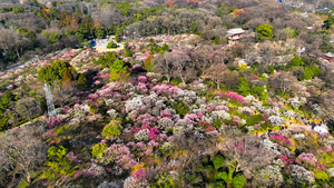 4K航拍南京明孝陵梅花山梅花樱花盛开21秒视频